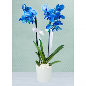 Mavi Orkide Çift Dallı 